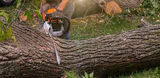  Howards Grove, WI Tree Services Pros