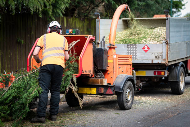 How Our Tree Care Process Works  in  Howards Grove, WI