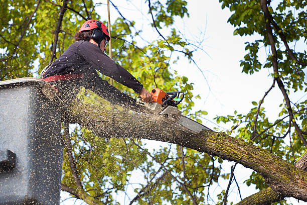Reliable Howards Grove, WI Tree Services Solutions